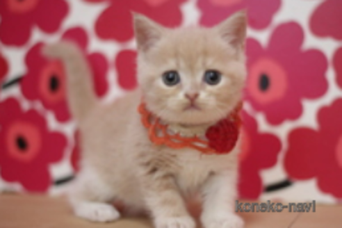 成約済の東京都のブリティッシュショートヘア-75048の1枚目